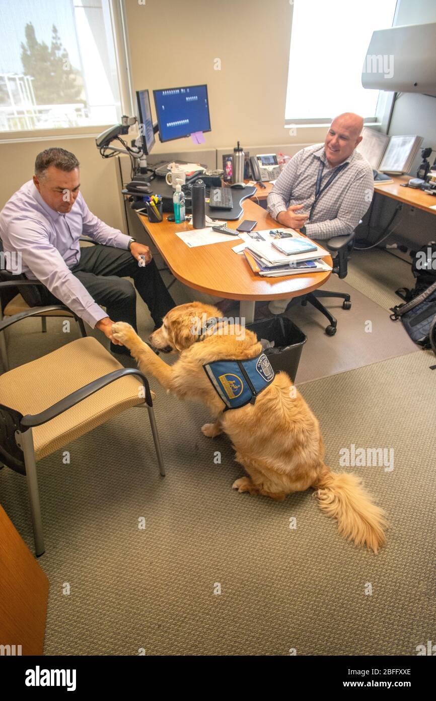 Portant sa veste officielle, un chien de confort interagit avec le personnel du service de police de Hawthorne, Californie. Banque D'Images