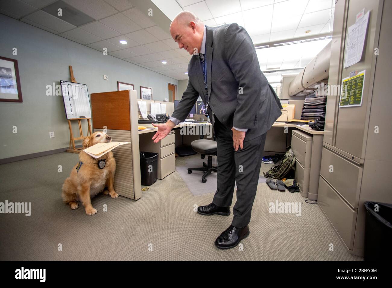 Portant sa veste officielle, un chien de confort porte un dossier lorsqu'il interagit avec le personnel du service de police de Hawthorne, en Californie. Banque D'Images
