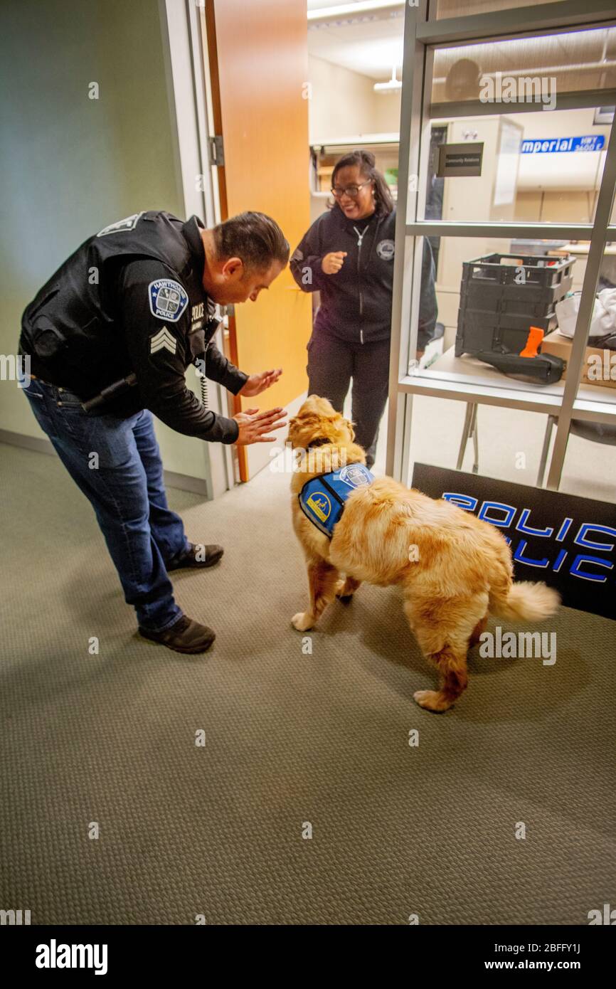 Portant sa veste officielle, un chien de confort interagit avec le personnel du service de police de Hawthorne, Californie. Banque D'Images