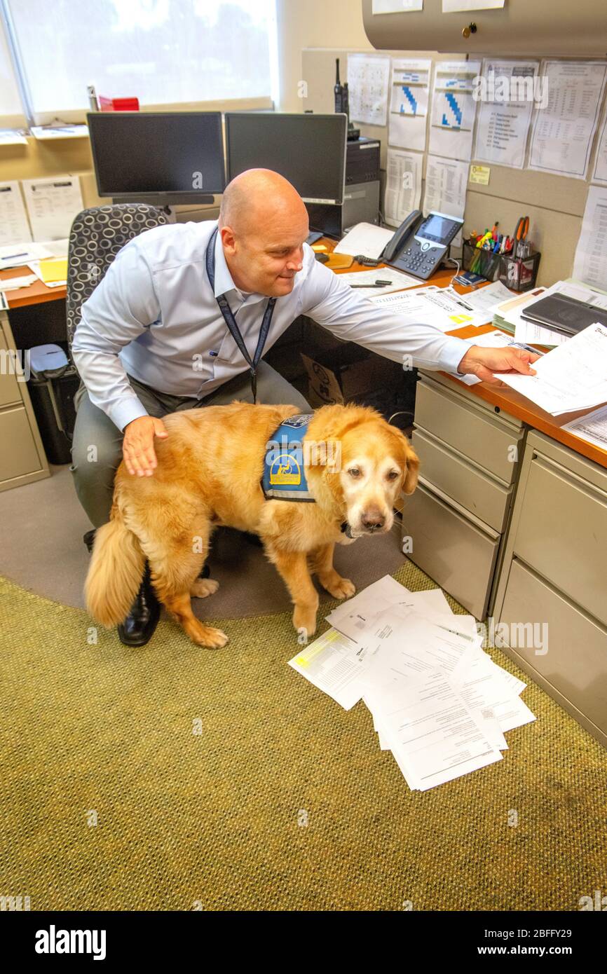 Portant sa veste officielle, un chien de confort interagit avec le personnel du service de police de Hawthorne, Californie. Banque D'Images