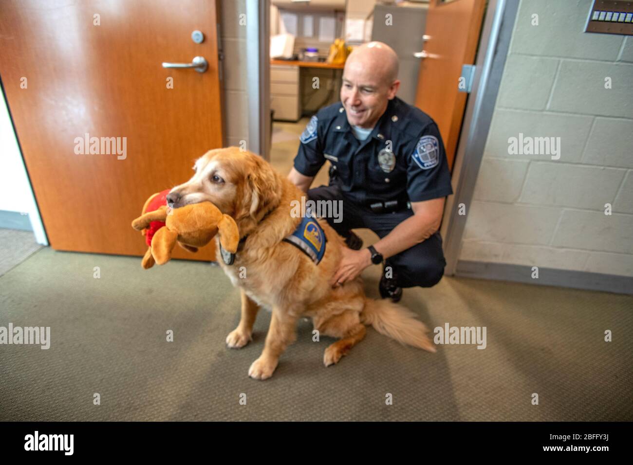 Portant sa veste officielle, un chien de confort interagit avec le personnel du service de police de Hawthorne, Californie. Banque D'Images