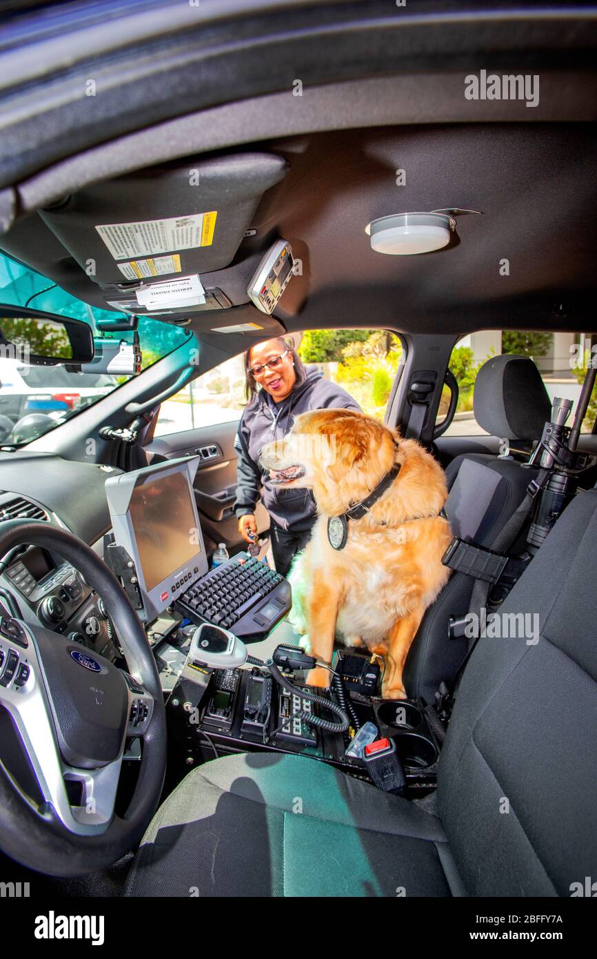 Portant son badge officiel de police, un chien de confort est aidé dans le siège avant d'une voiture de police par son maître policier américain africain à Hawthorne, CA. Banque D'Images