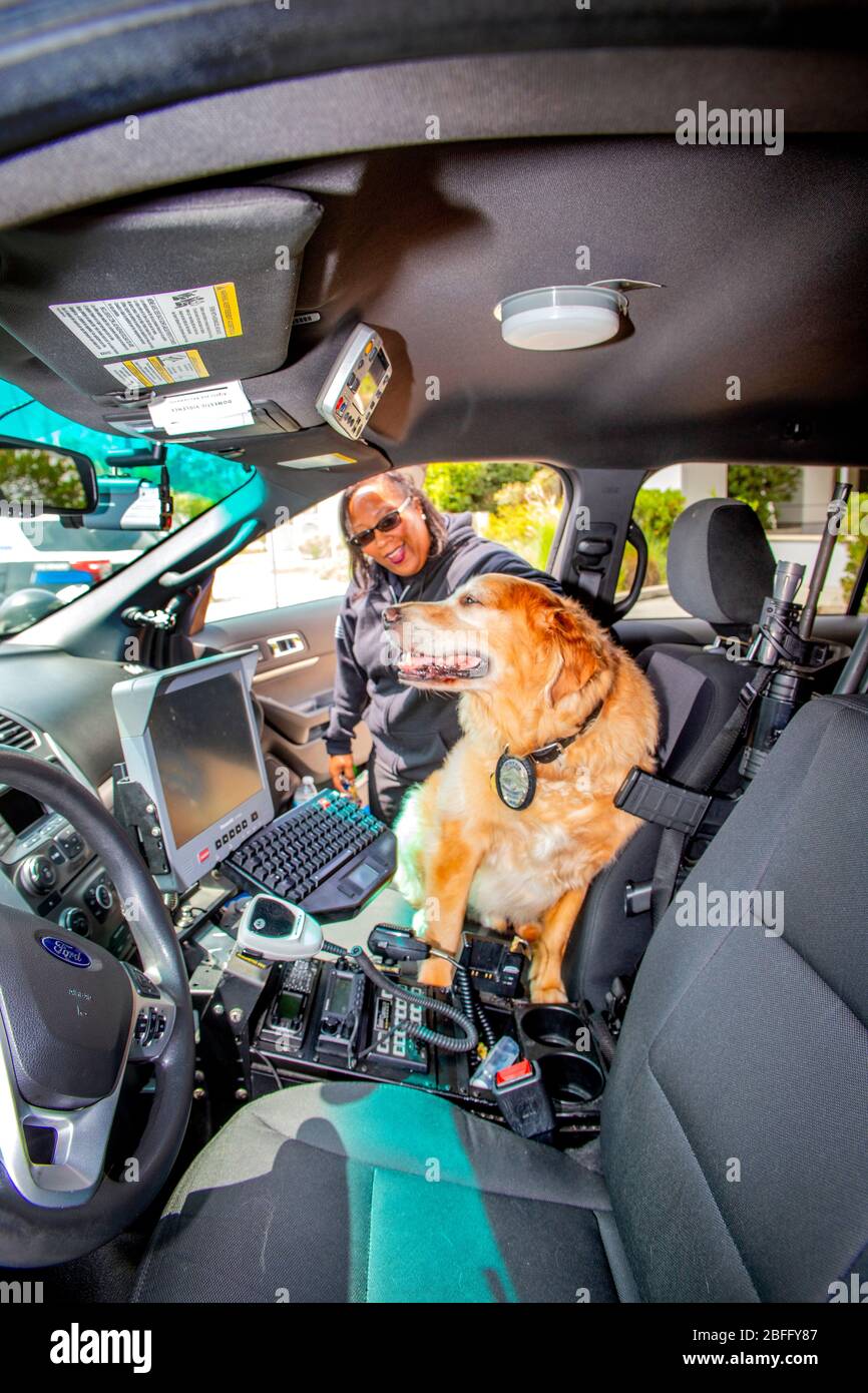 Portant son badge officiel de police, un chien de confort est aidé dans le siège avant d'une voiture de police par son maître policier américain africain à Hawthorne, CA. Banque D'Images