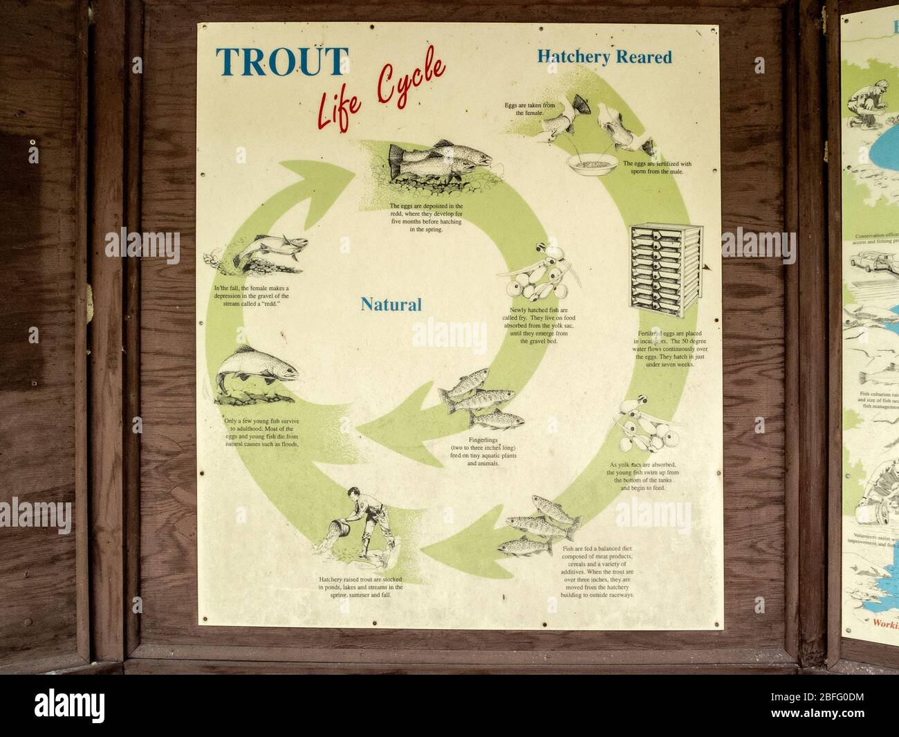 Un graphique à une écloserie de poissons de Twin Mountain, New Hampshire, explique le cycle de vie de la truite. La truite est le nom commun d'un certain nombre d'espèces de poissons d'eau douce appartenant aux genres Oncorhynchus, Salmo et Salvelinus, tous les salmonidés de la famille des salmonidés. Banque D'Images
