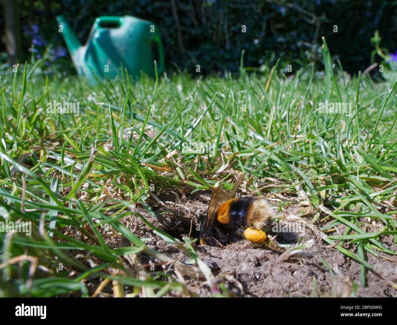 Reine de bourdon de bumblebee (Bombus terretris) retournant à son nid burade dans une pelouse de jardin avec des sacs de pollen complets pour fournir des vers qui becom Banque D'Images