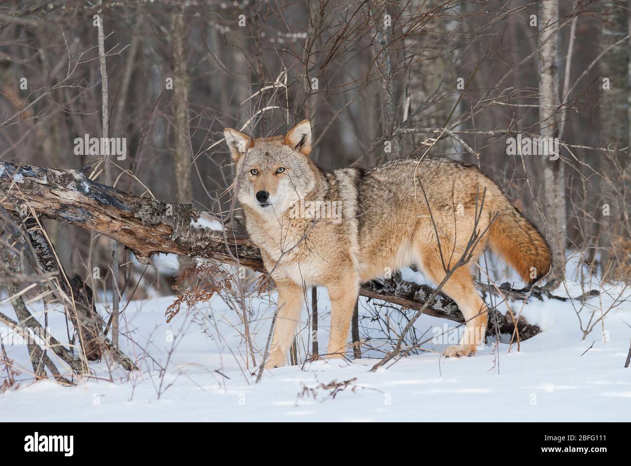 Coyote (Canis latrans), est de l'Amérique du Nord, par Dominique Braud/Dembinsky photo Assoc Banque D'Images