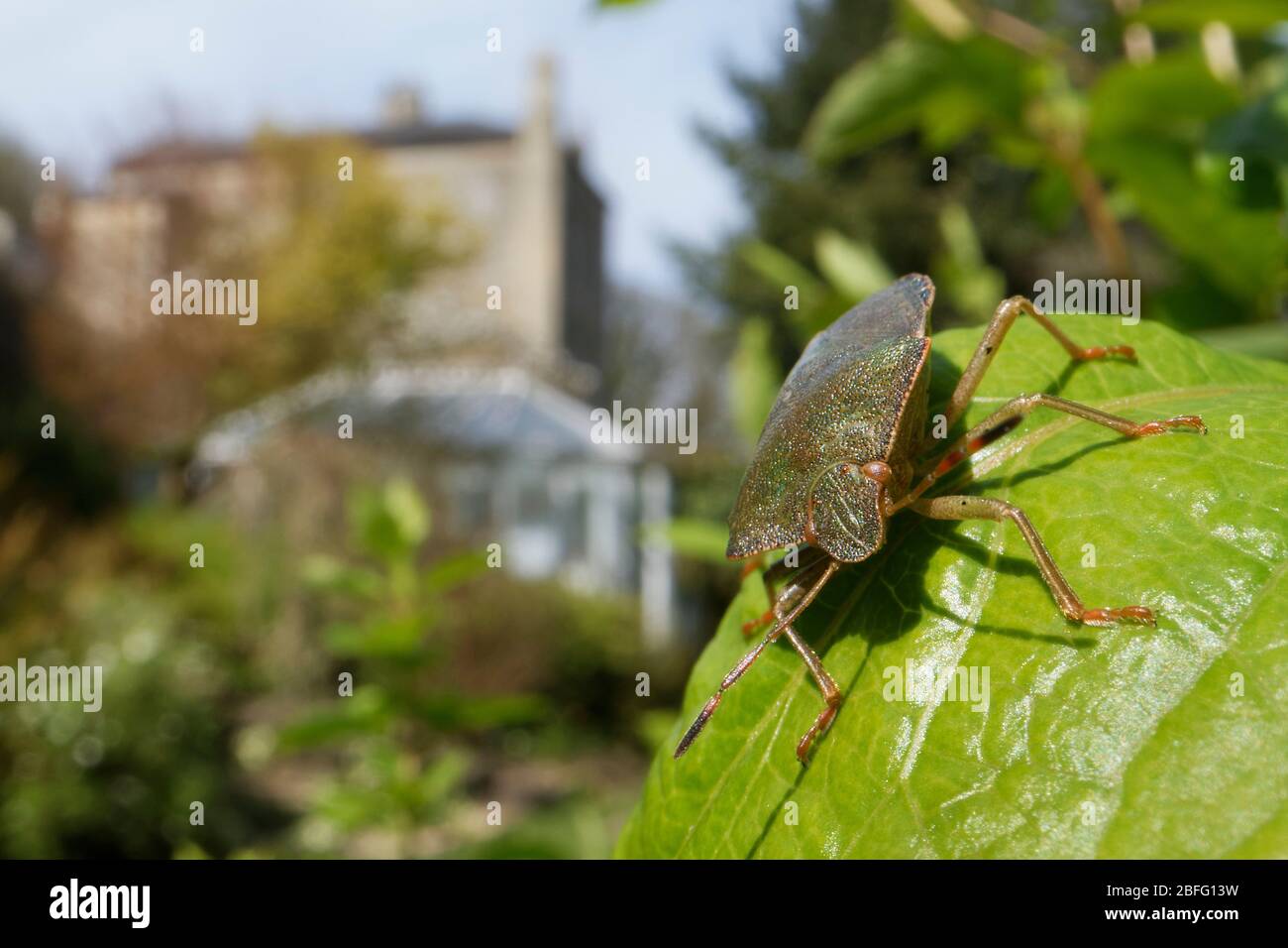 Bug de bouclier vert / bug de stik (Palomena prasina) se coucher sur une feuille de miel de succion dans un jardin, Wiltshire, Royaume-Uni, avril. Prise pendant le verrouillage de Coronavirus. Banque D'Images