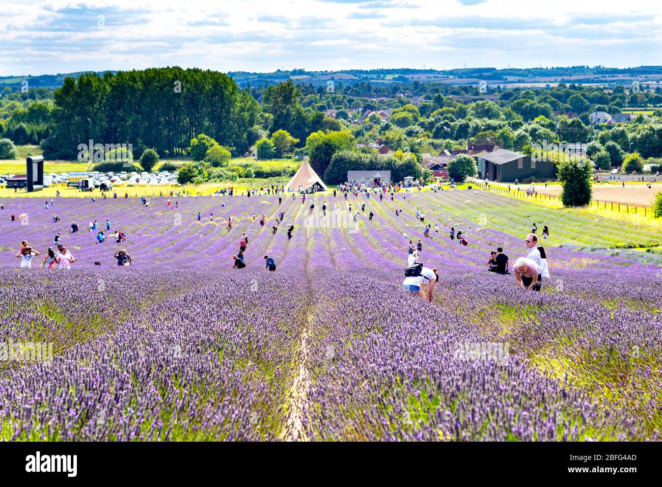 Les gens cueillant de la lavande dans un champ à Hitchin Lavender, Royaume-Uni Banque D'Images
