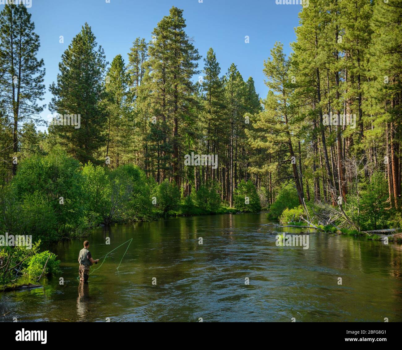 Pêche à la mouche sur la rivière Metolius dans le centre de l'Oregon. Banque D'Images