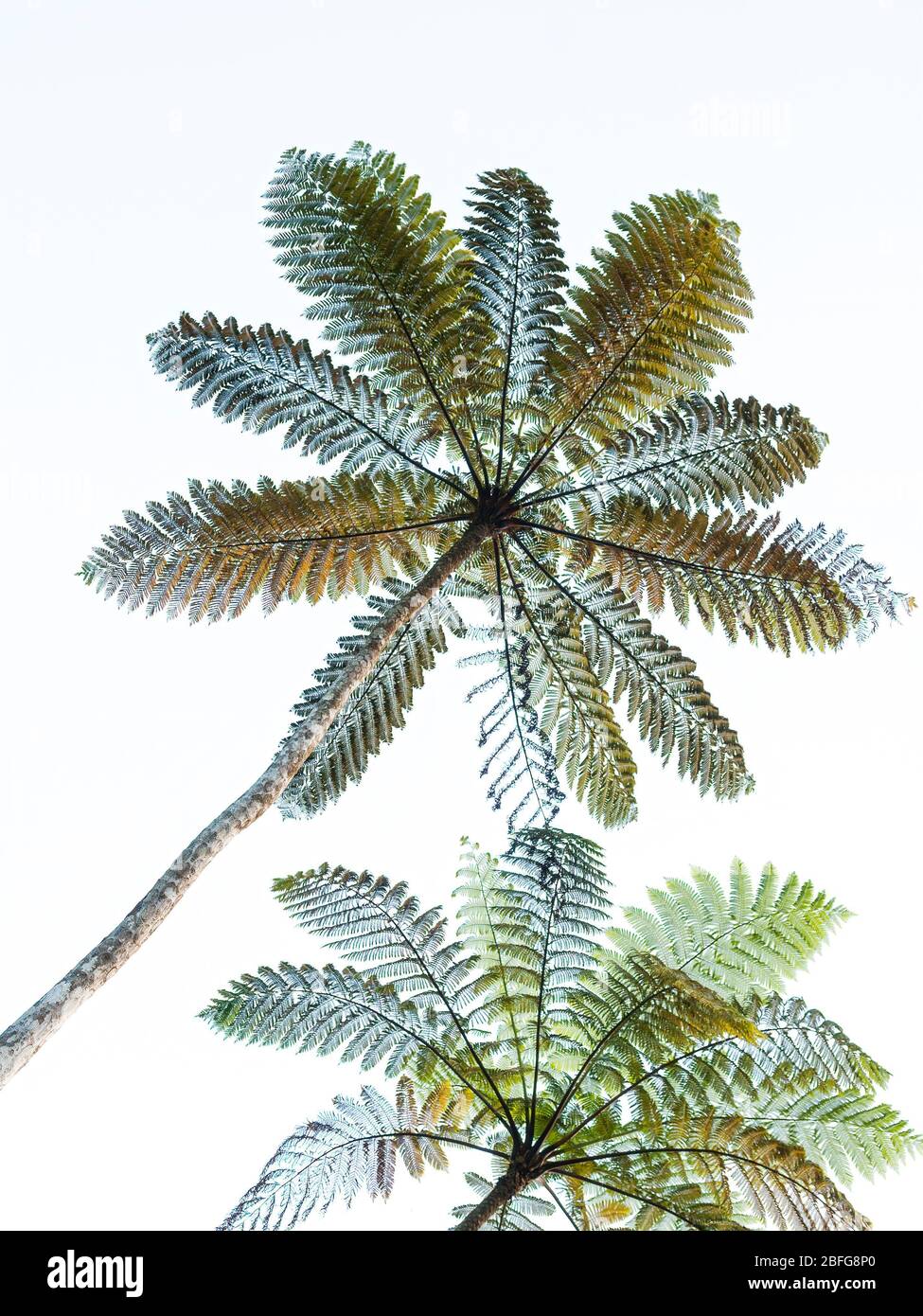 Arbre de Fijian fern Cyathea decurrens, connu localement sous le nom de balabala.; île de Qamea, Fidji. Banque D'Images