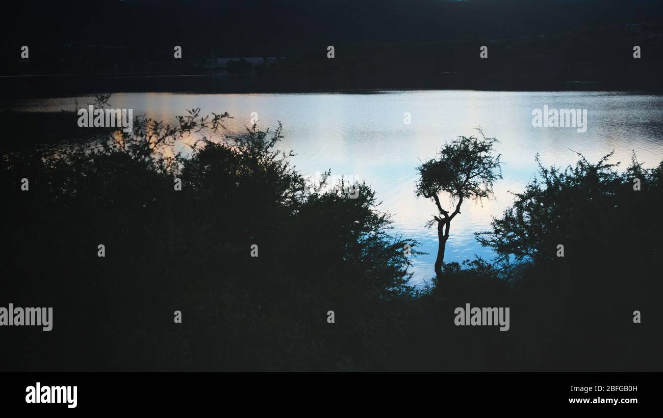 Un arbre à épines isolé silhouetté contre les reflets du ciel crépuscule sur le lac Potrero de los Funes, à San Luis, en Argentine. Banque D'Images