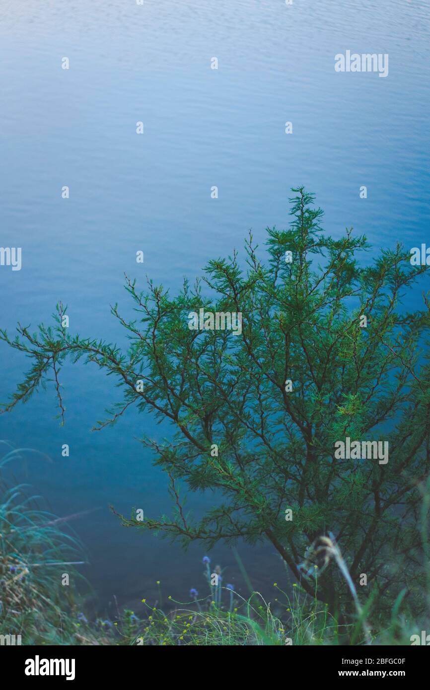 Buisson à aiguilles épineuses (Vachellia farnesiana) sur les rives d'un lac à San Luis, Argentine. Banque D'Images