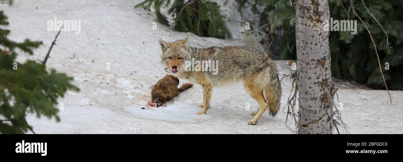 Coyote Canis latrans chassant une marmotte dans la neige au Colorado Banque D'Images