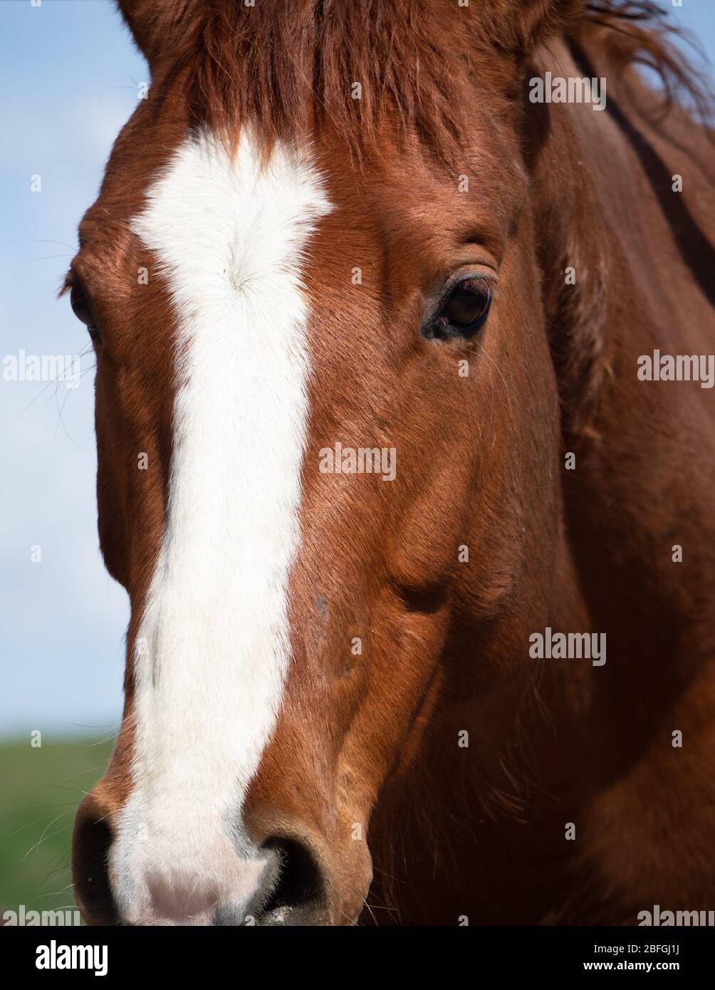 Gros plan sur un cheval de châtaignier avec un blaze blanc sur son nez. Photographié en plein soleil. Banque D'Images