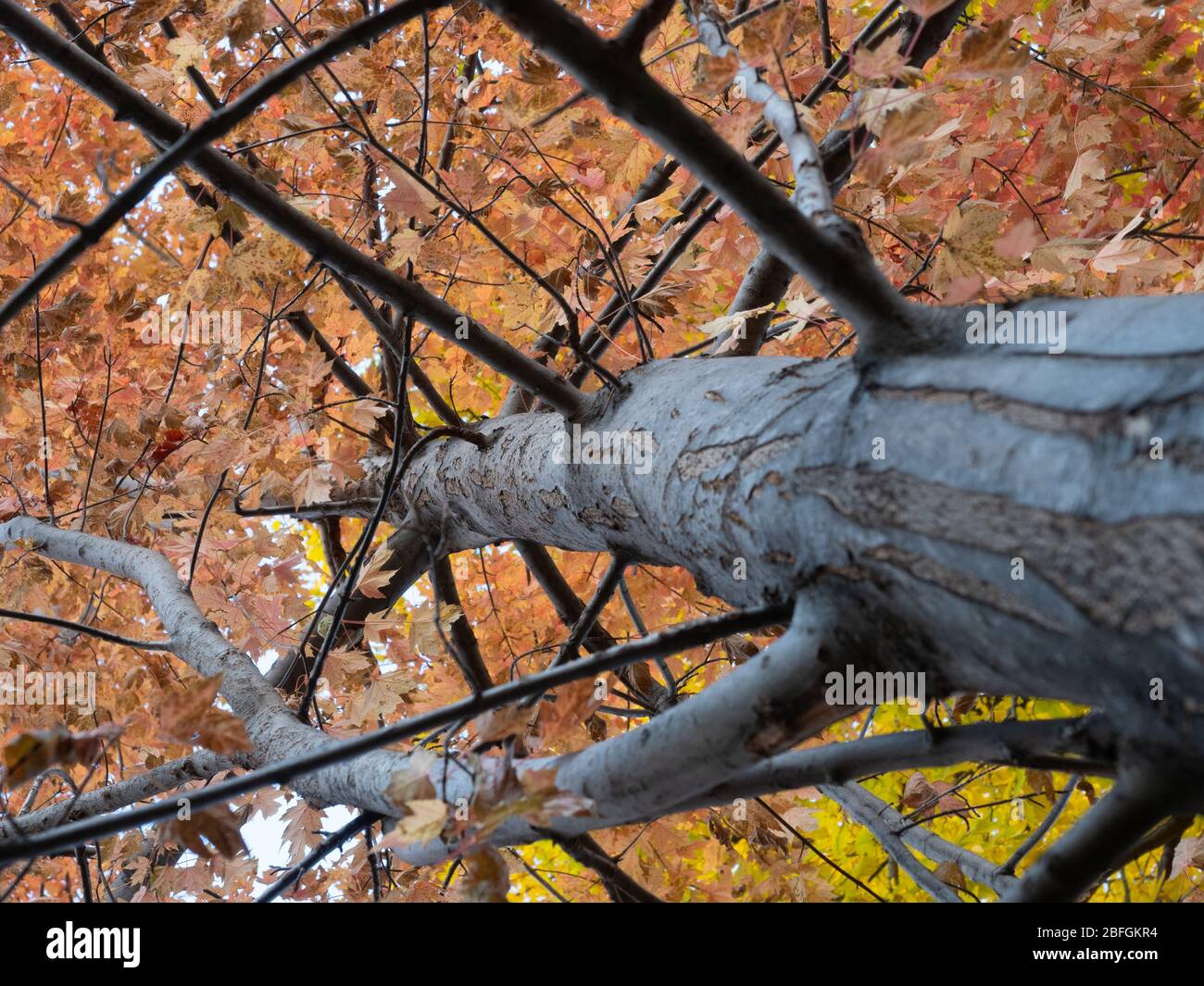 Érable avec rouille ou feuilles de automne de couleur orange photographiées de dessous avec peu de profondeur de champ. Banque D'Images