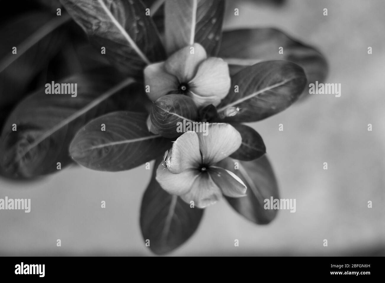 Les fleurs colorées fleurissent quand il est lumineux dans mon jardin Banque D'Images