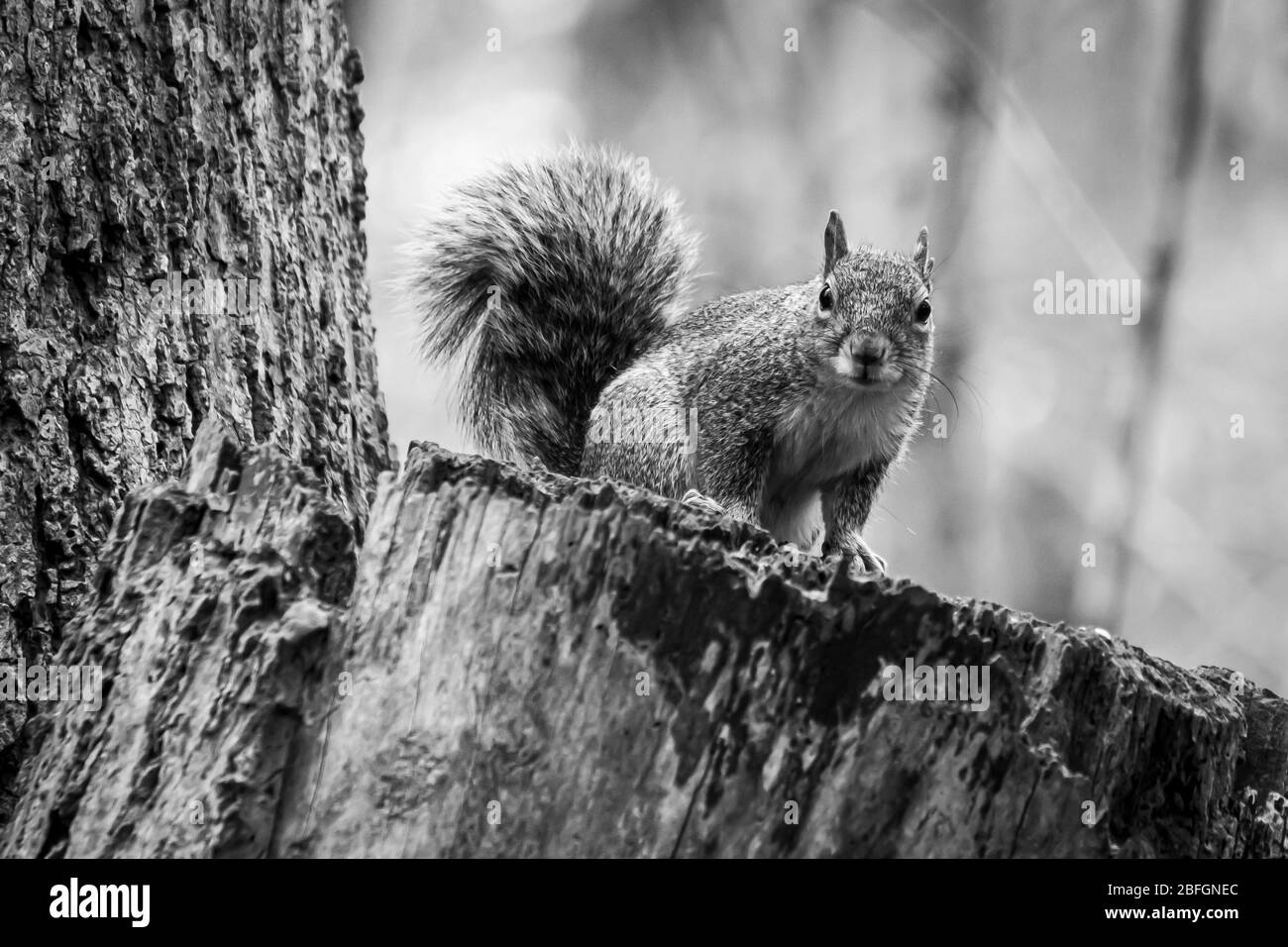 Noir Et Blanc D Un Ecureuil Gris De L Est Dans Le Piemont De Caroline Du Nord Photo Stock Alamy Noir Et Blanc D Un Ecureuil Gris De L Est Dans Le Piemont De Caroline Du Nord Photo Stock Alamy