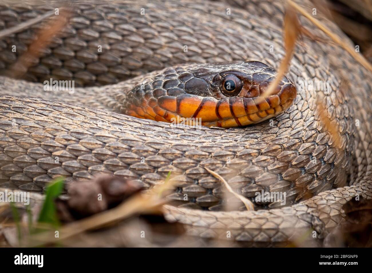 Un serpent à ventre rouge s'est enroulé sous le soleil. Caroline du Nord. Banque D'Images