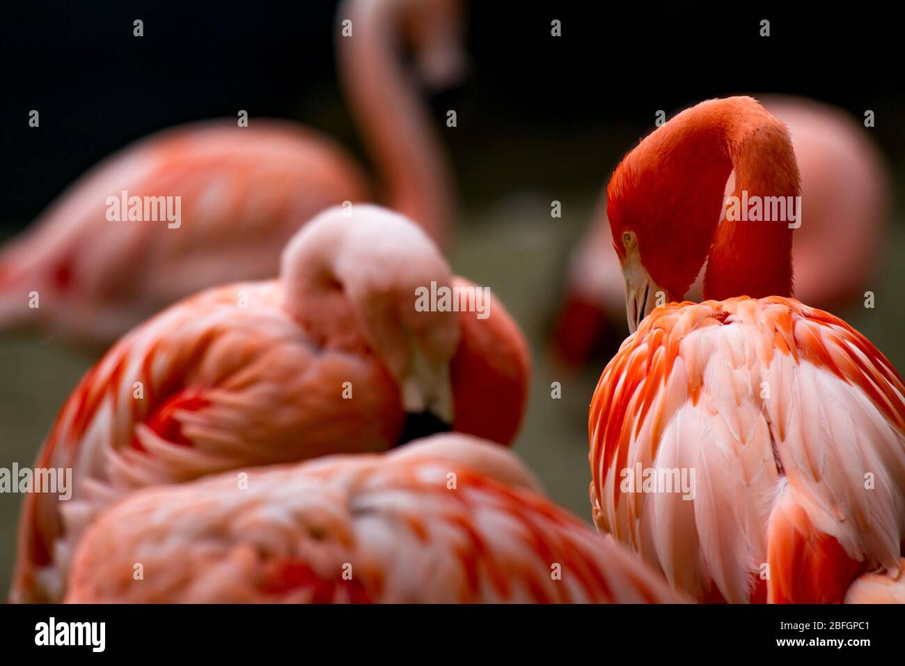 Flamants américains (phoenicopterus ruber) regardant avec d'autres flamangos dans un fond flou Banque D'Images