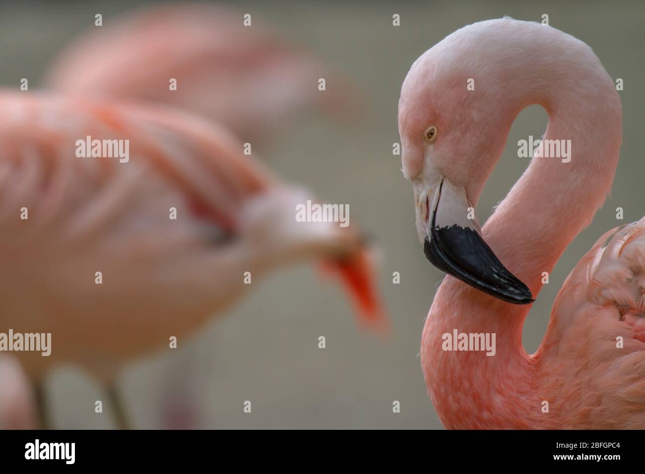 Chef d'un flamango américain (phoenicopterus ruber) regardant devant un fond flou Banque D'Images