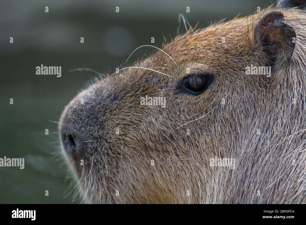 portrait d'un capibara avec des cheveux gris et marron Banque D'Images