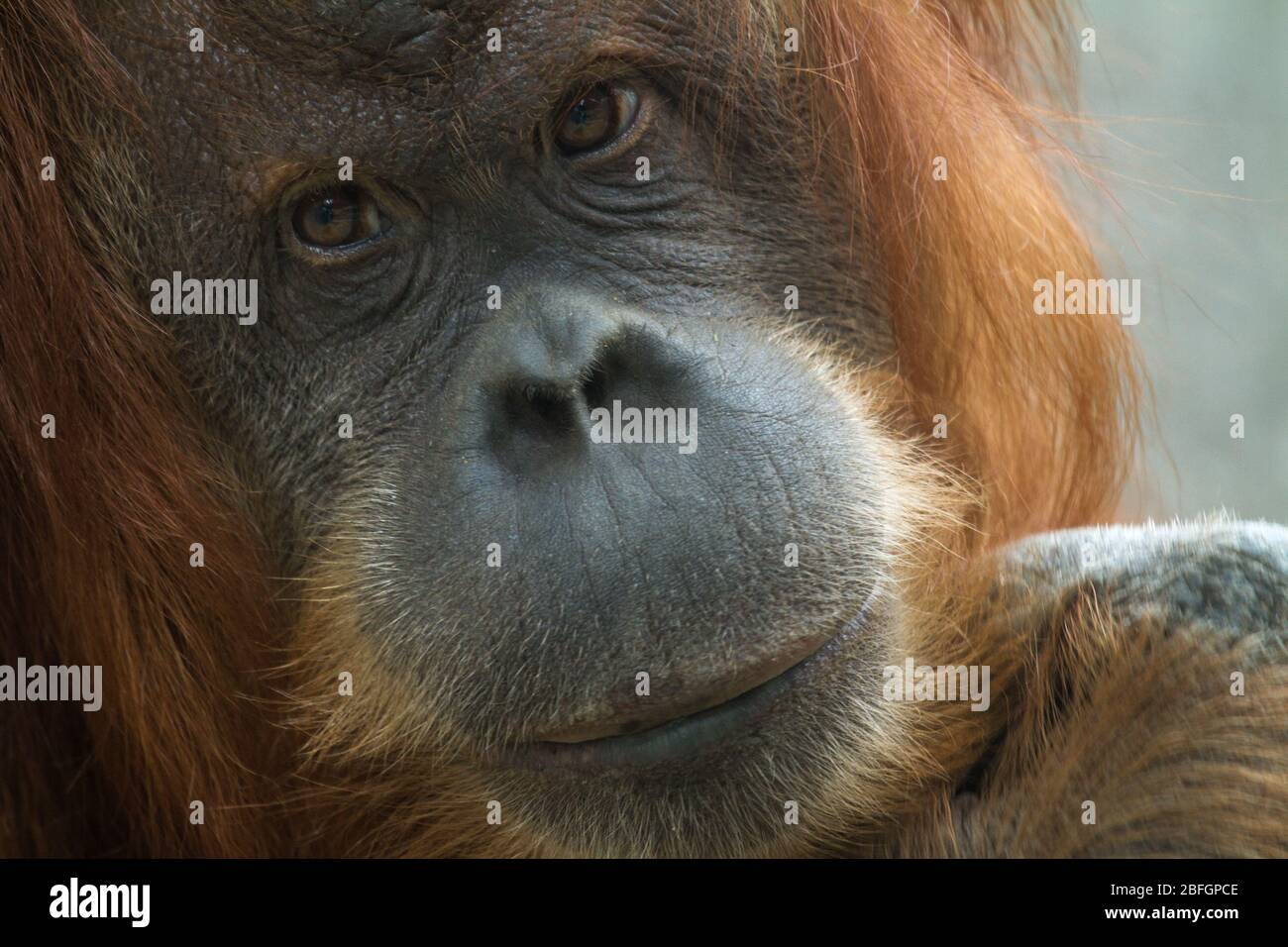 portrait d'un ancien orang-utan Banque D'Images