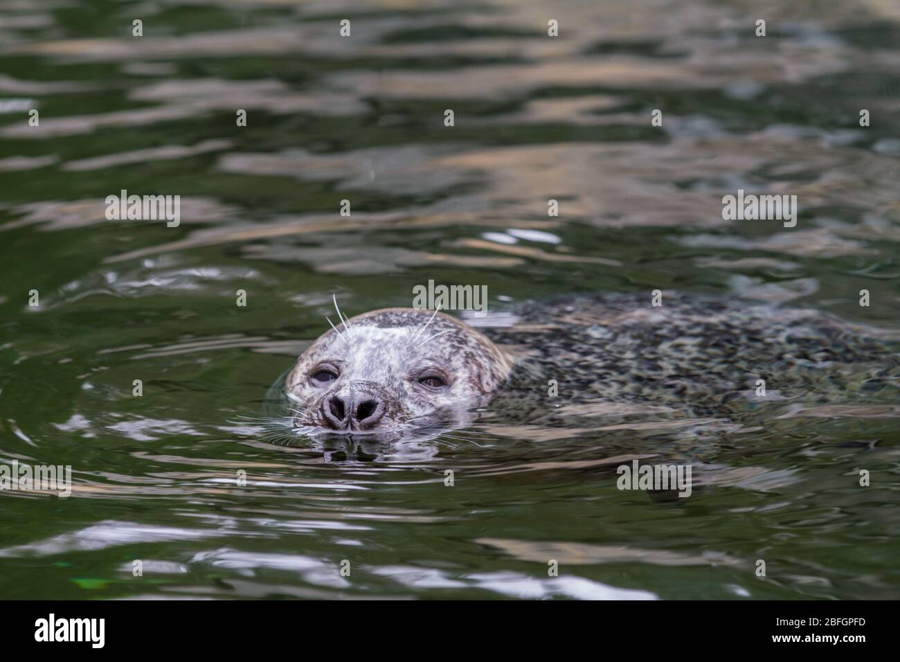 la natation du phoque dans la mer Banque D'Images