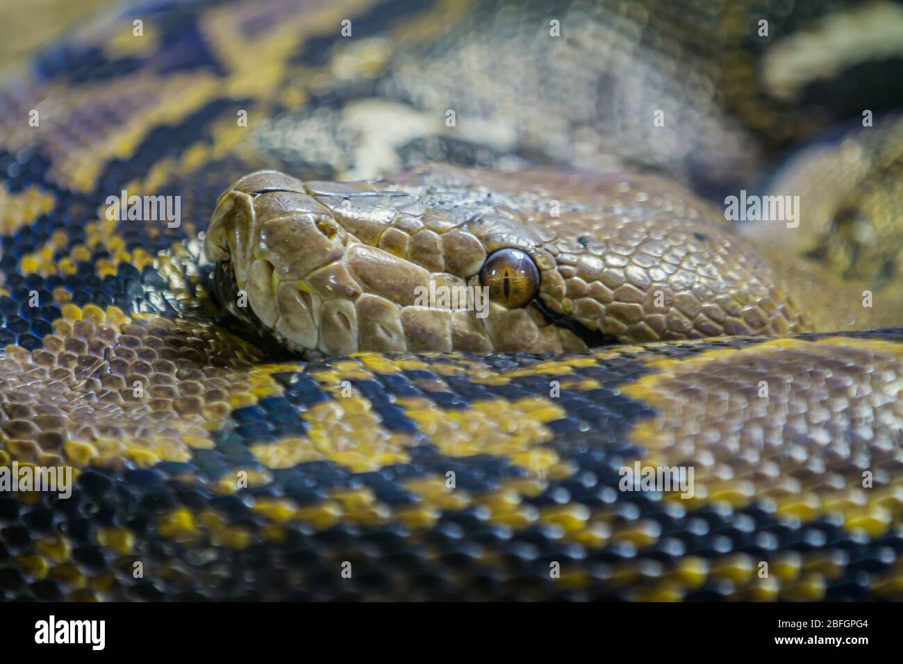 gros plan de la tête d'un python annlé Banque D'Images