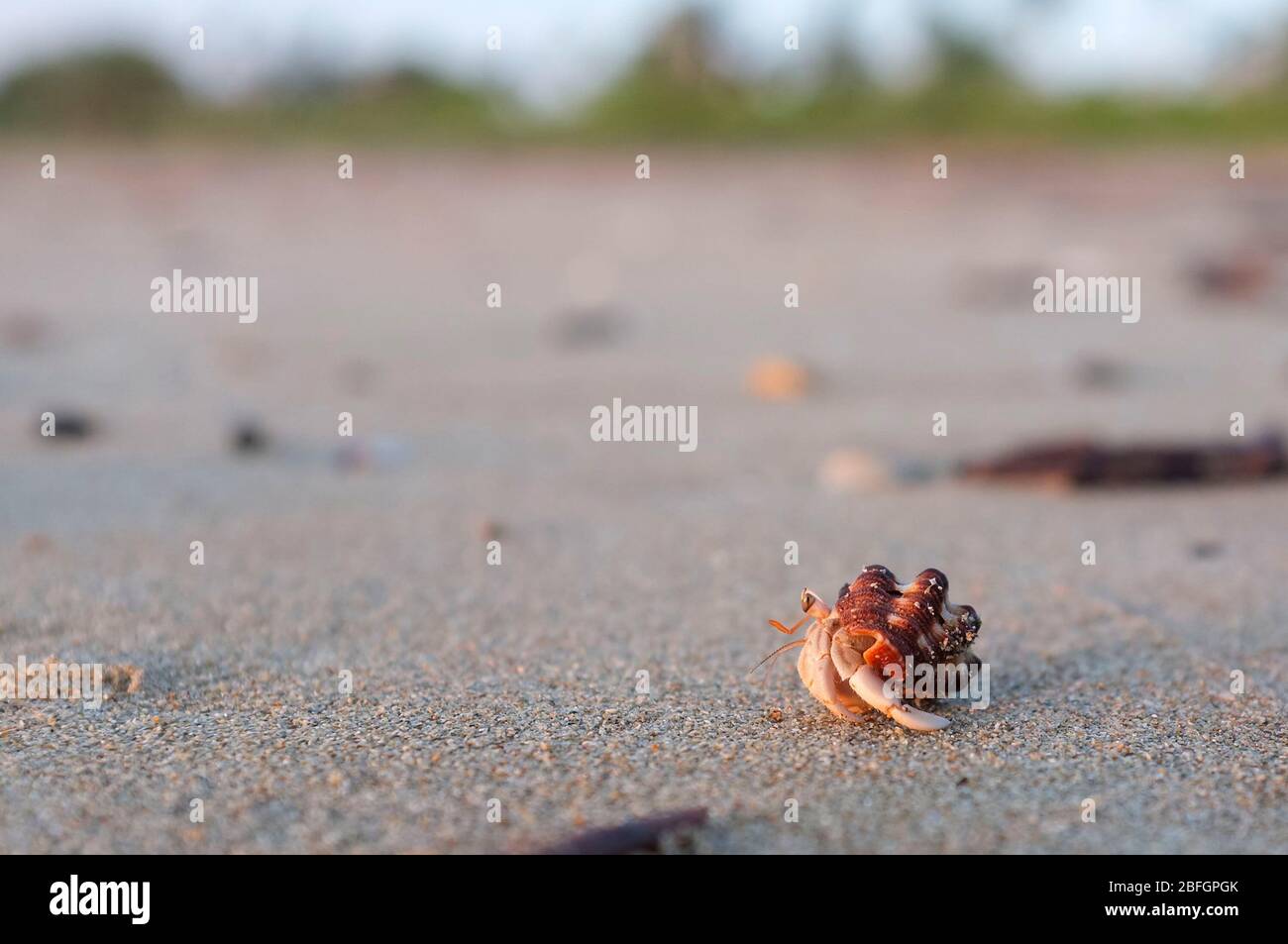 Crabes ermit ou crustacés décapodes marchant sur le sable d'une plage australienne. Banque D'Images