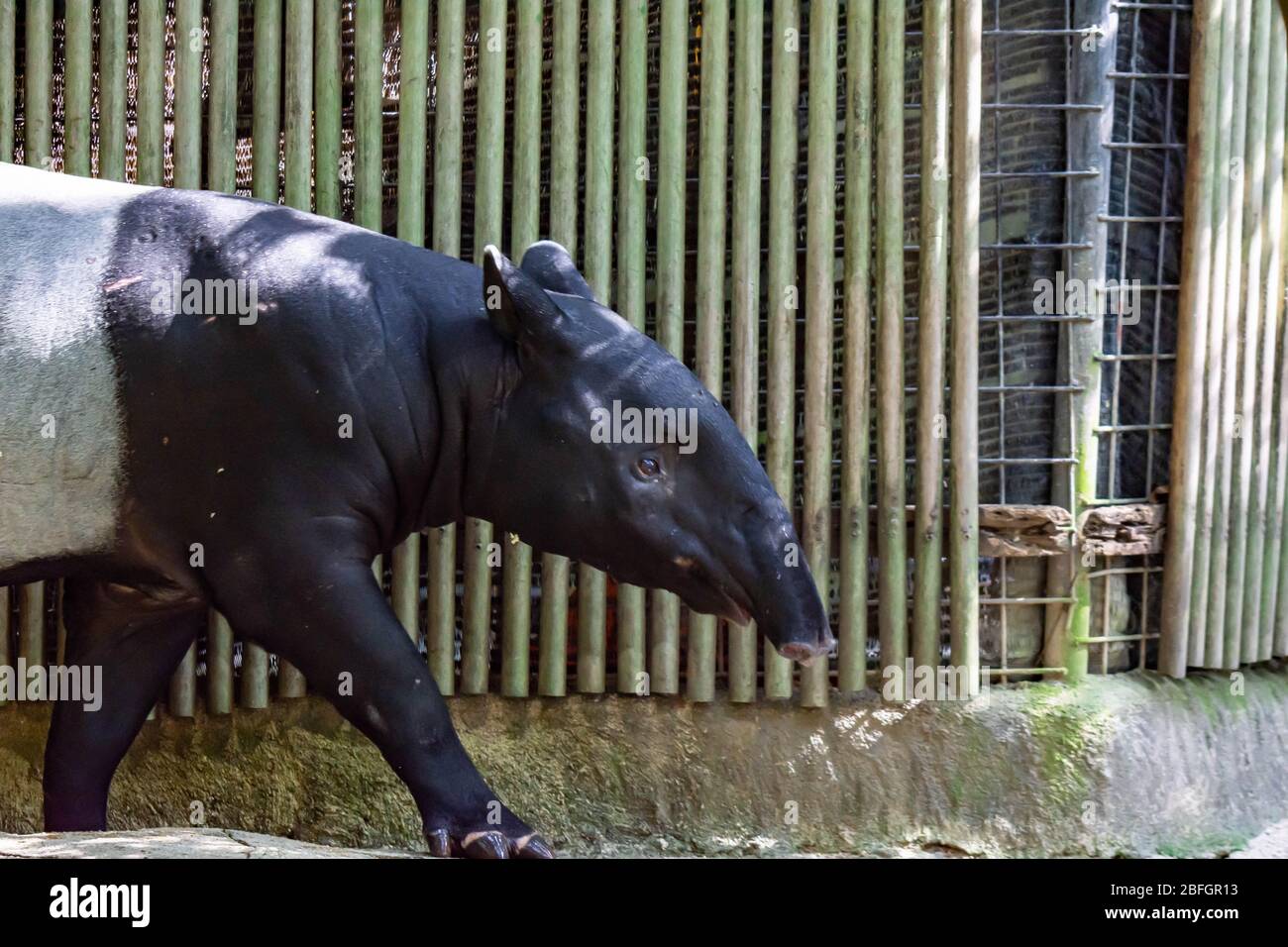 Tapir malaisien tout en marchant dans un zoo à la recherche de nourriture Banque D'Images