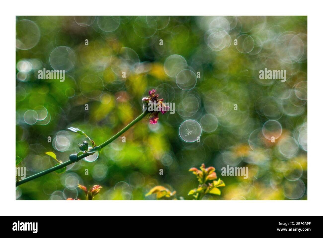 Les fleurs colorées fleurissent quand il est lumineux dans mon jardin, les feuilles tombées sur la route font aussi beaucoup de gens se sentir triste Banque D'Images