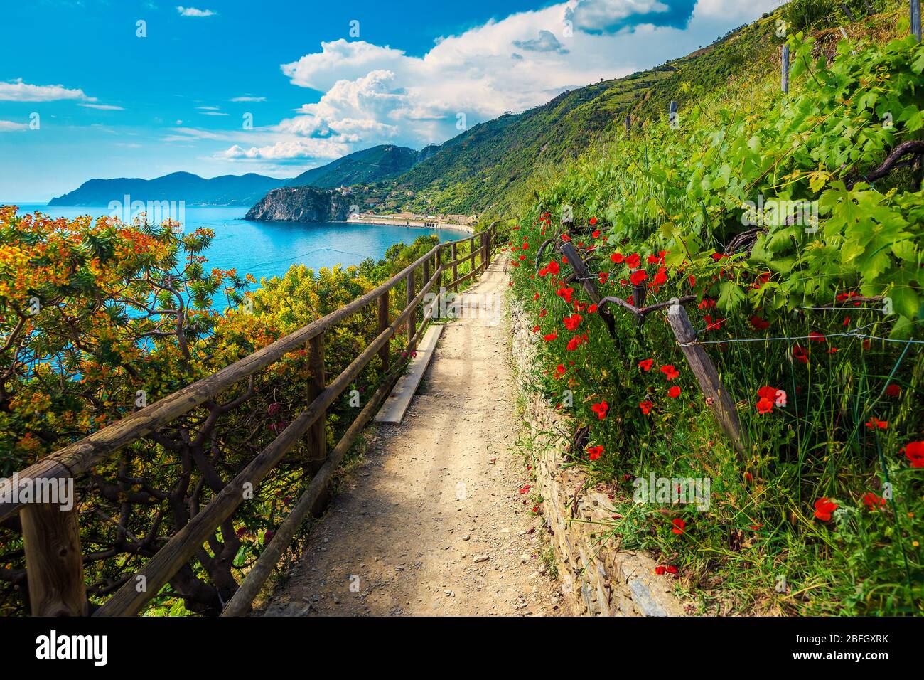 Sentier de randonnée pittoresque et vignes fleuris avec des coquelicots rouges sur la côte des Cinque Terre, Manarola, Ligurie, Italie, Europe Banque D'Images