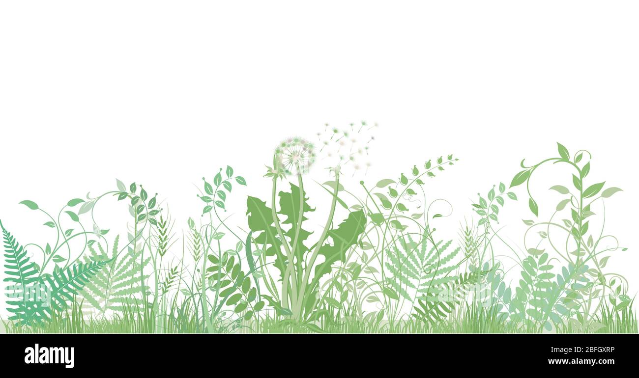 herbes, plantes et herbes vertes Illustration de Vecteur