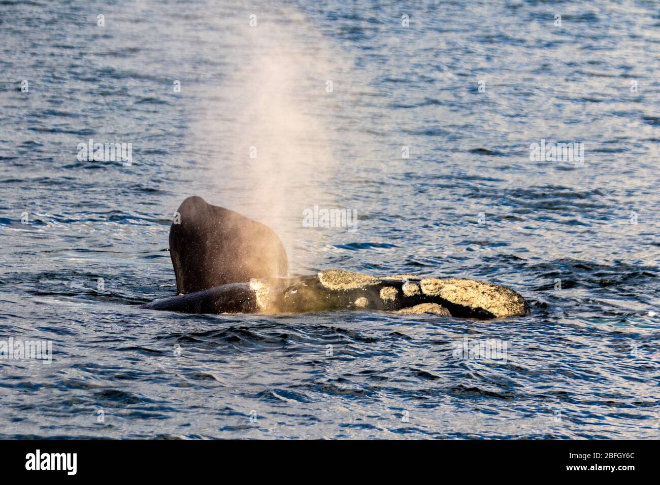 La baleine noire du sud respire près de la face de l'eau avec de l'eau qui soufflait dans l'air le soir Banque D'Images