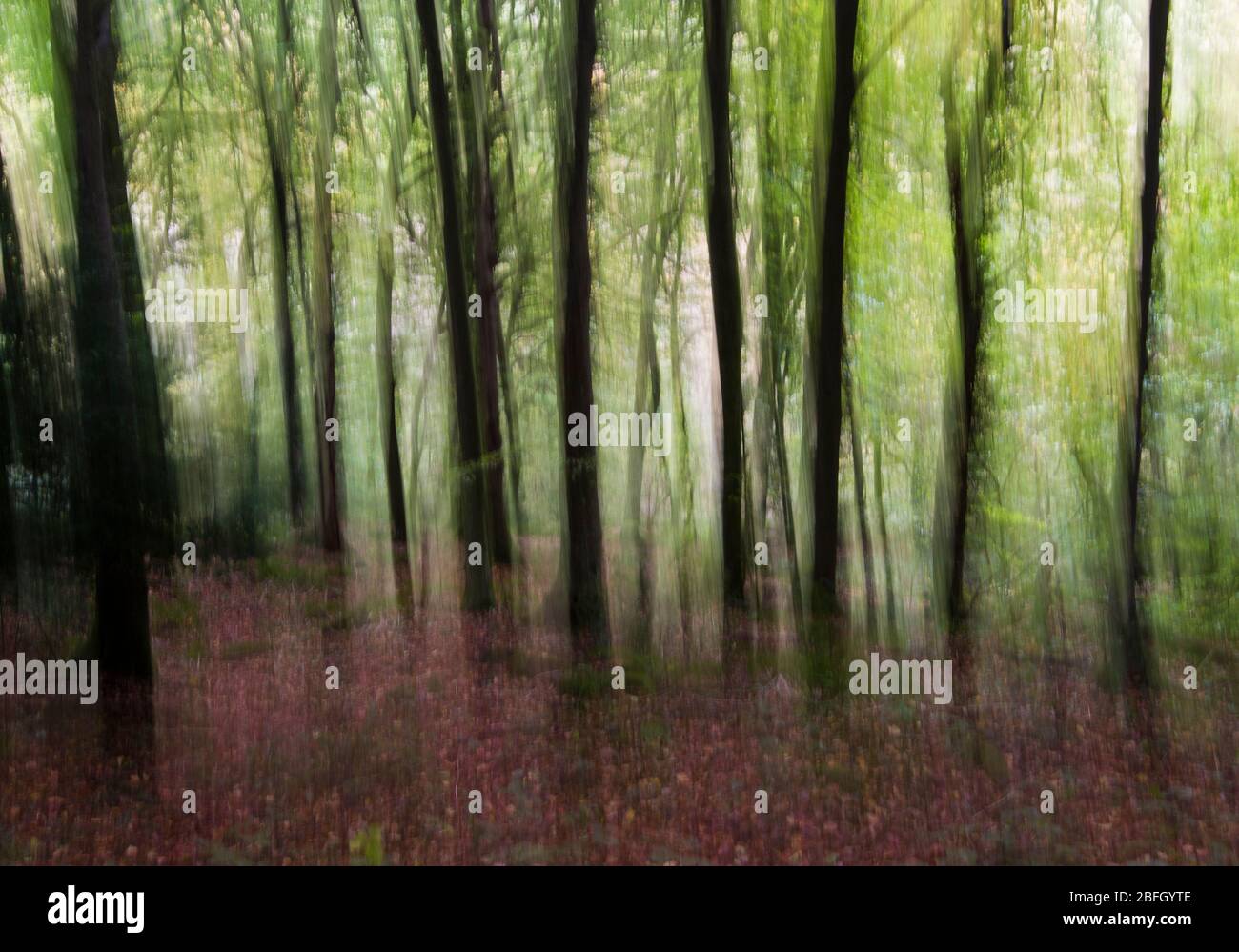 Photo abstraite de flou de mouvement des arbres sur la forêt de Dean, Wye Valley, Angleterre Pays de Galles Banque D'Images