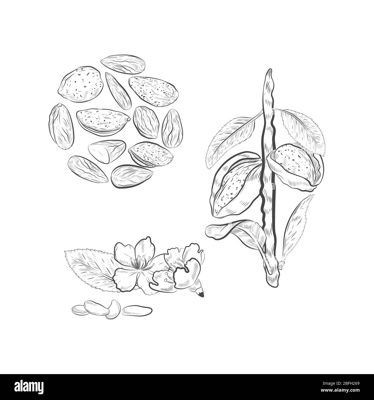Noix d'amande isolées sur fond blanc. Noix et fleurs fleuries. Illustration de Vecteur Noix d'amande isolées sur fond blanc. Noix et fleurs fleuries. Illustration de Vecteur