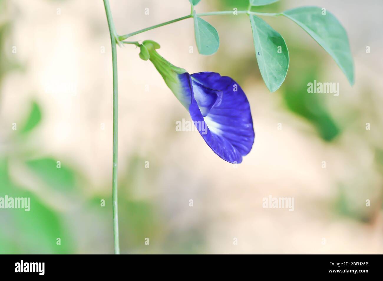 Pois papillon, fleur de pois bleu ou Clitoria ternatea Linn Banque D'Images