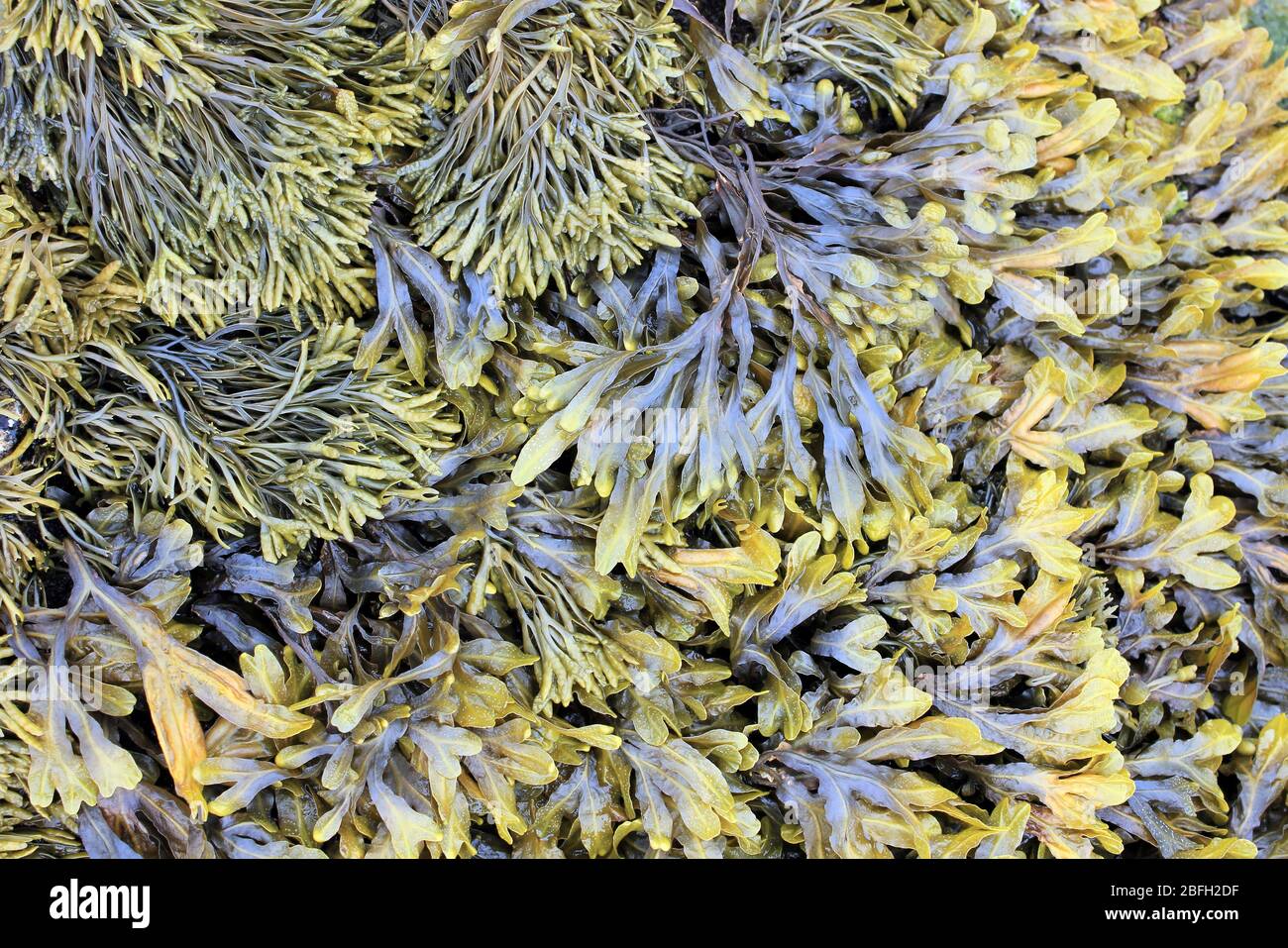 Rack canalisé Pelvetia canaliculata (en haut à gauche) et rack en spirale algues Fucus spiralis prises à Penmon point, Anglesey, Royaume-Uni Banque D'Images