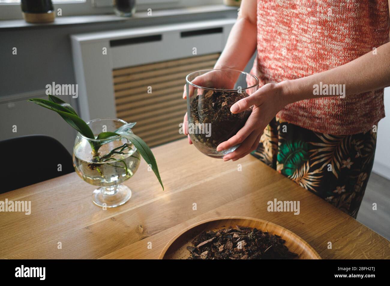 Gros plan femme mains planter une fleur d'orchidée dans la maison sur un bureau en bois dans le salon Banque D'Images