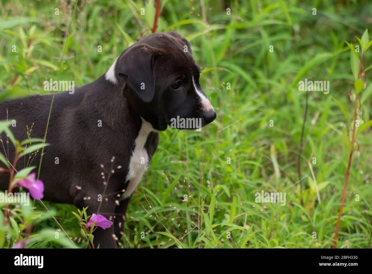 Notre animal domestique, un chiot mongrel noir et blanc et ludique, est ludique dans l'herbe de notre jardin. Banque D'Images
