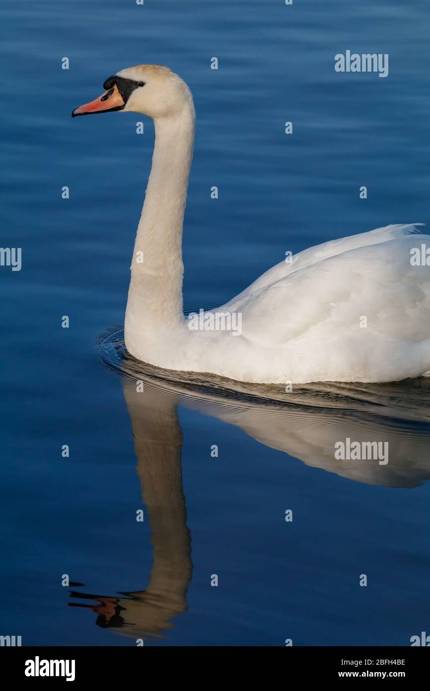 Swan Backwell Lake un matin lumineux Banque D'Images