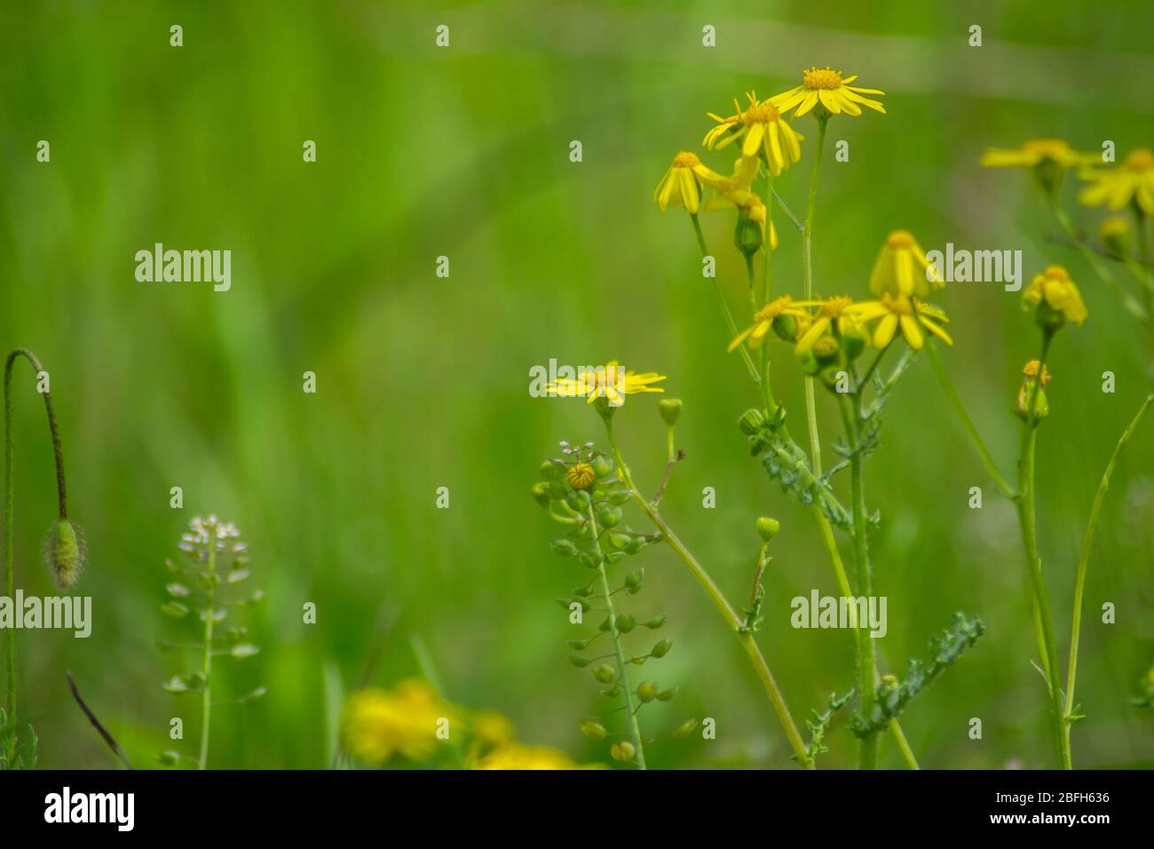 Gros plan sur la magnifique Dahlberg Marguerite, prairie avec fleurs sauvages et herbe verte. Fond flou, espace de copie, flore saisonnière, champ Banque D'Images
