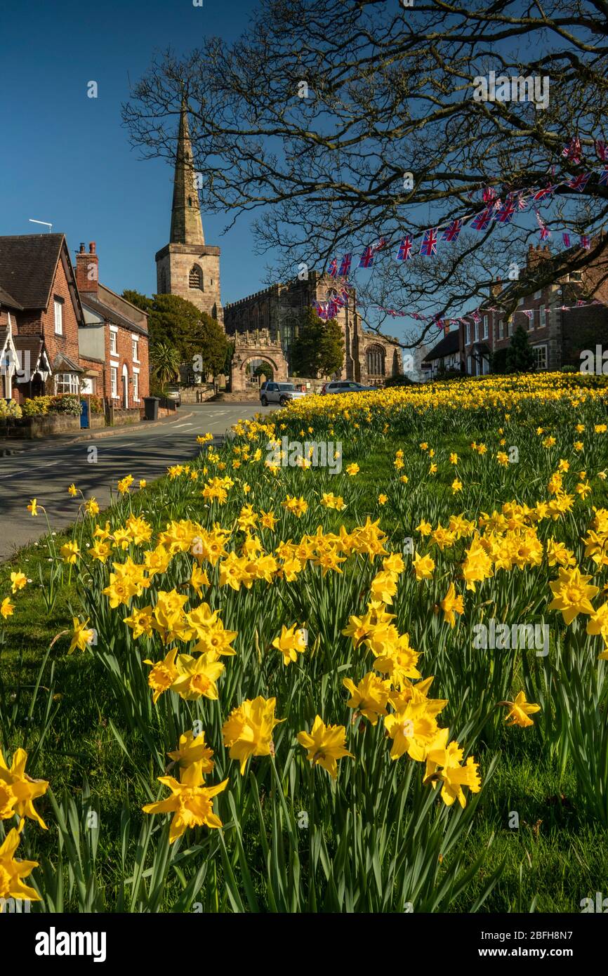 Royaume-Uni, Angleterre, Cheshire, Astbury, printemps, jonquilles sur le vert du village et l'église St Mary's Banque D'Images
