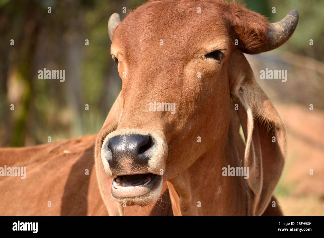 vache rouge sur la porte Banque D'Images