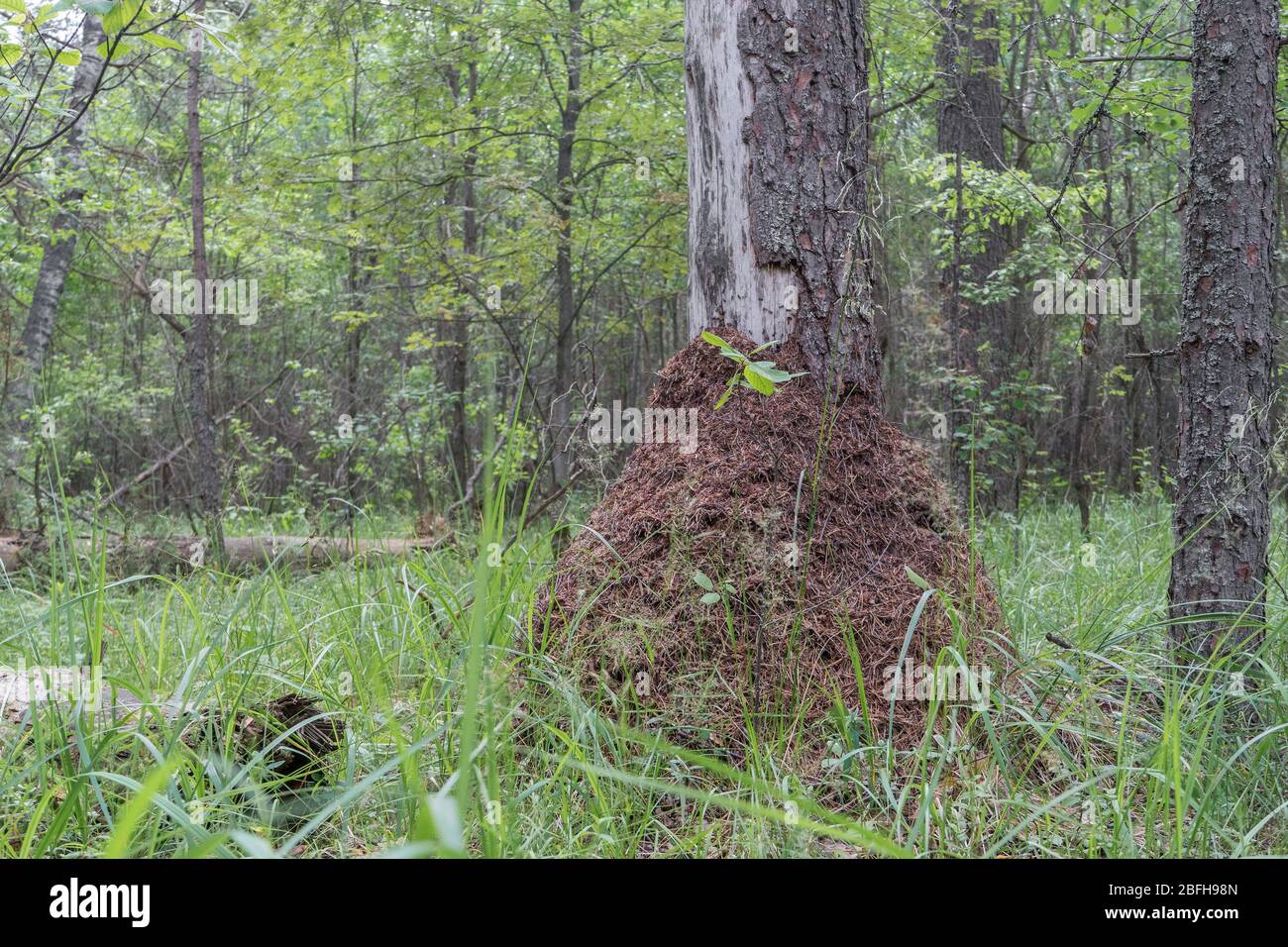 Grand anthill près de l'épinette dans la forêt mixte en herbe verte en ...