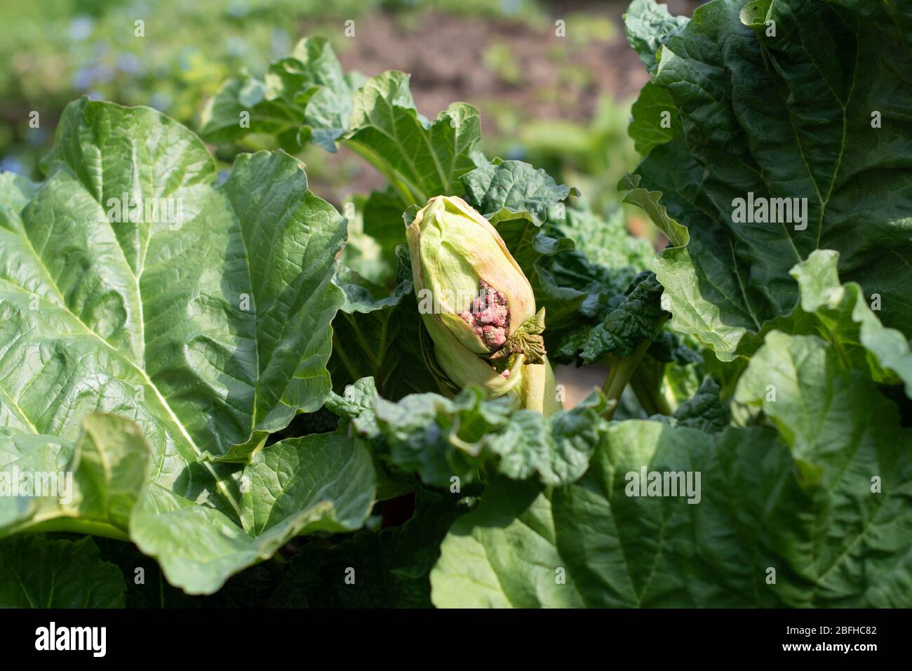 Rhubarbe - variété de champagne qui pousse dans le jardin et montre des feuilles émergeantes et la croissance à partir de la podomètre. Banque D'Images