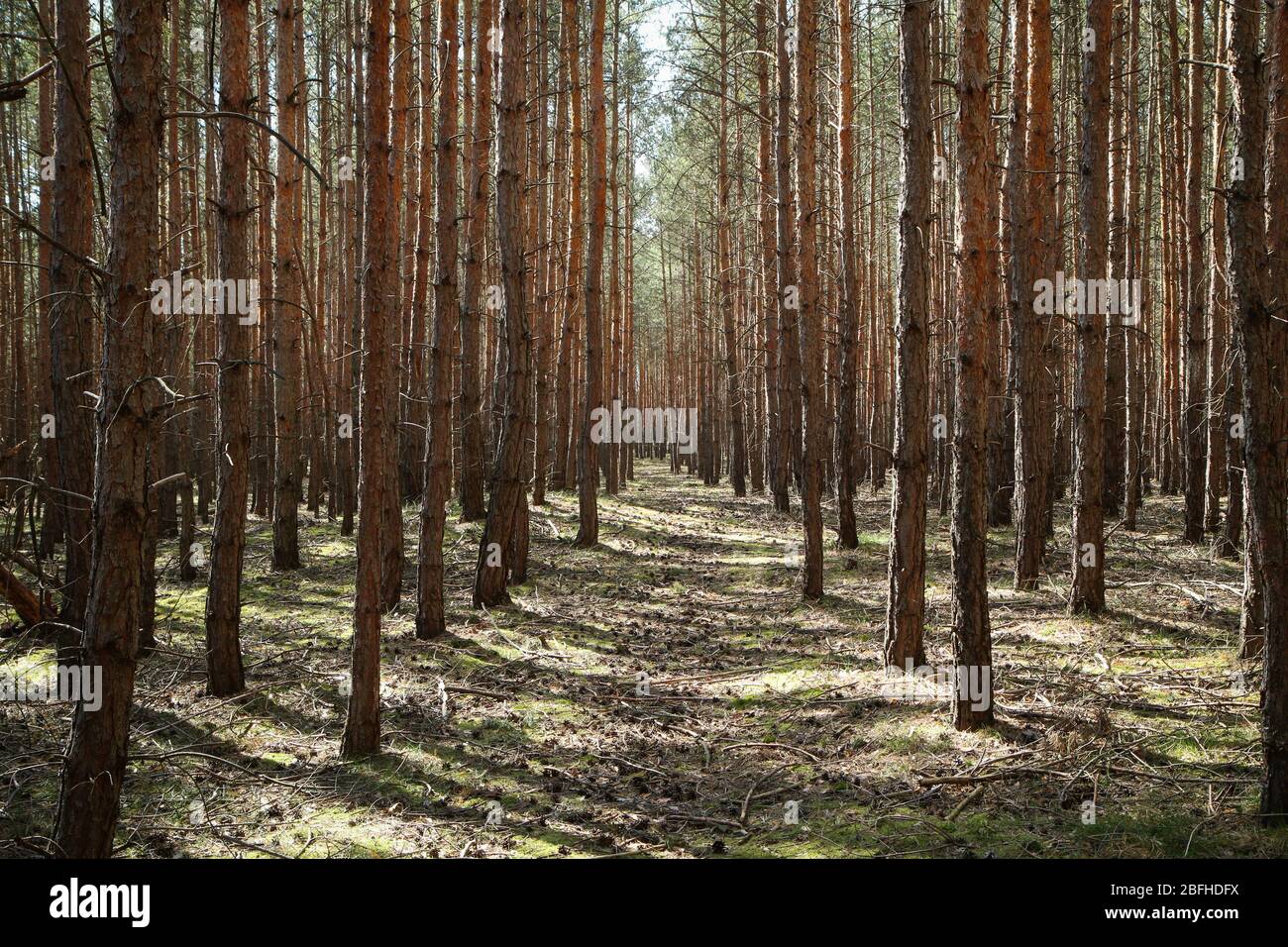Le joli bois de pin frais avec mousse sur le sol en République tchèque pendant la belle journée ensoleillée de printemps. Banque D'Images