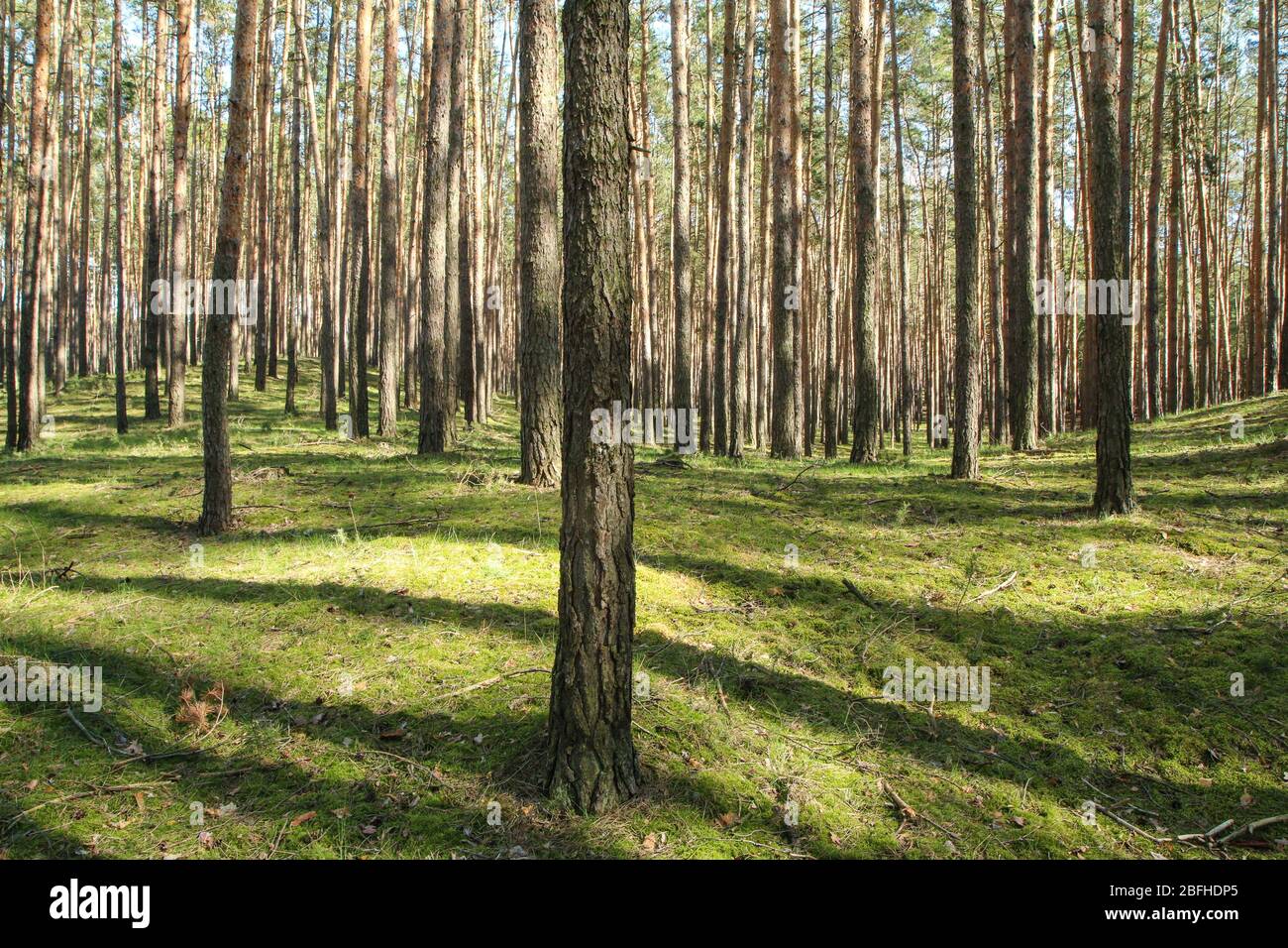 Le joli bois de pin frais avec mousse sur le sol en République tchèque pendant la belle journée ensoleillée de printemps. Banque D'Images