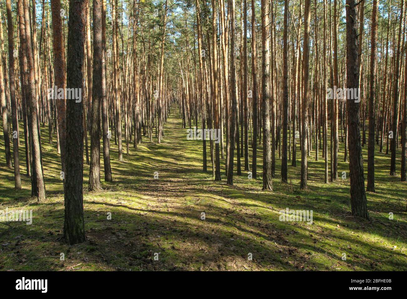 Le joli bois de pin frais avec mousse sur le sol en République tchèque pendant la belle journée ensoleillée de printemps. Banque D'Images