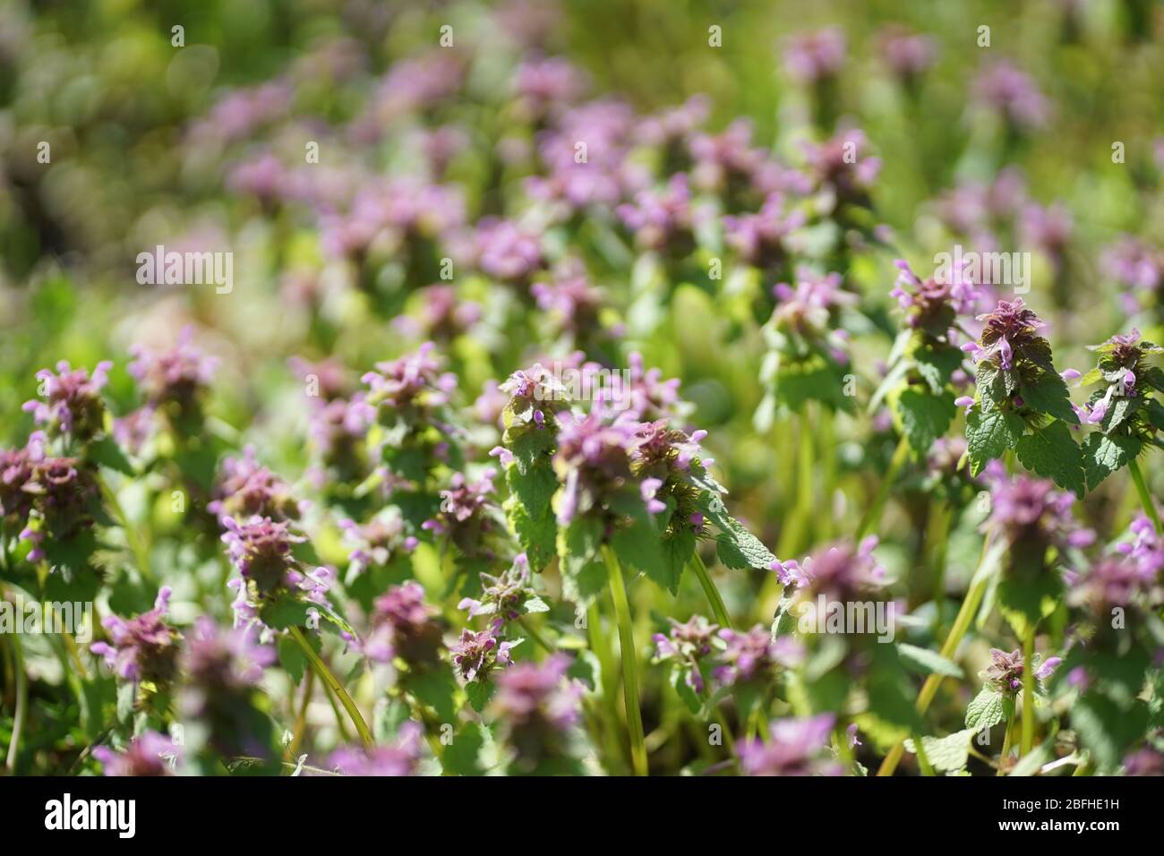 Bande de l'ortie morte lue, archange pourpre (Lamium purpurum ) en avril Banque D'Images